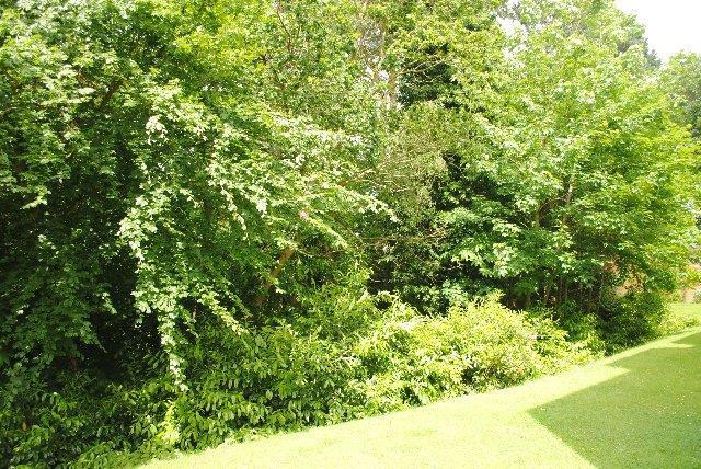 3 BIRKDALE WOODLAND_