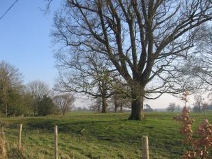 Front Outlook From Property