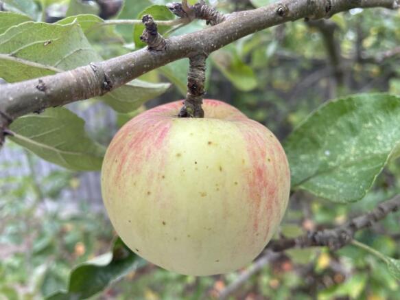Bardsey Apple