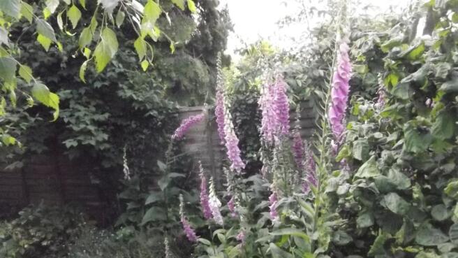 37GWS_garden11.jpg