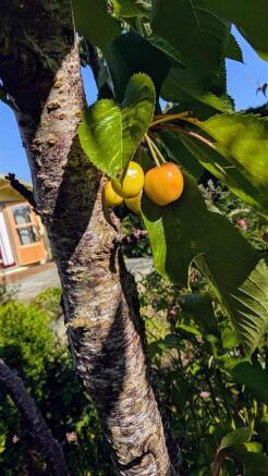 Cherry tree.jpg
