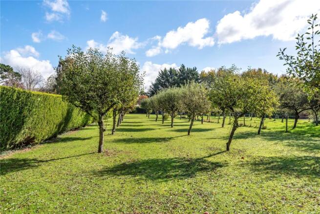 Orchard
