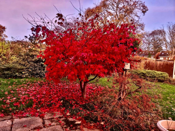 Acer Tree 2.png
