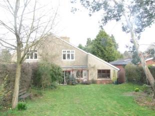 Back Garden