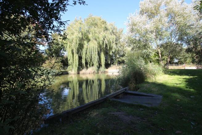new pond