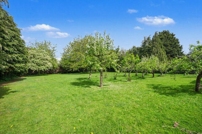 Orchard