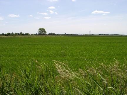 Field views 12/6/09