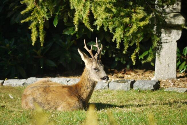 Deer In The Garden