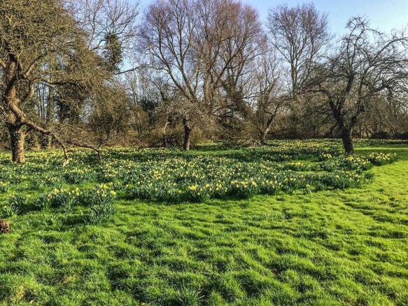 PADDOCK IN SPRING