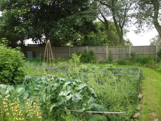 Garden (2)