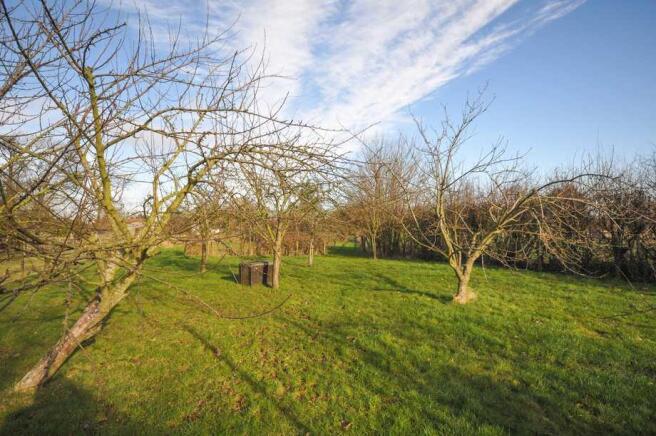 Orchard