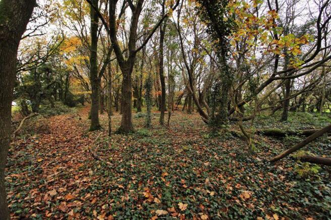 Mature Woodland