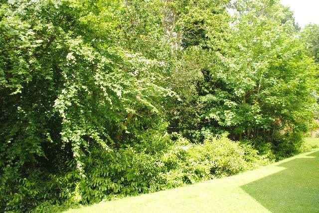 Overlooking Woodland