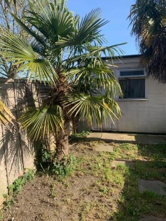 garden 13 broomfield and palm tree.jpg