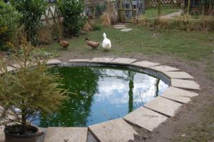 POND