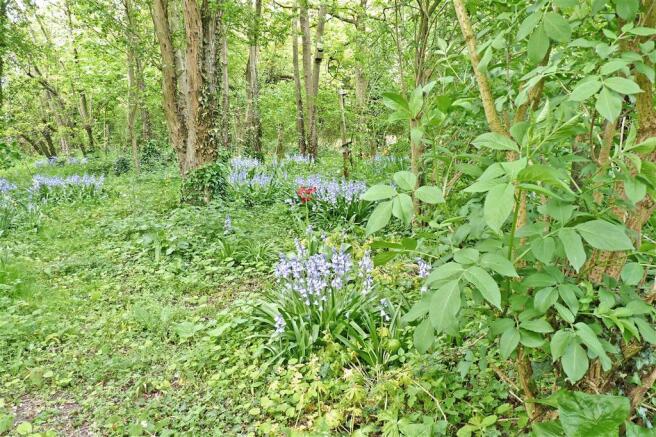 Natural Woodlandf