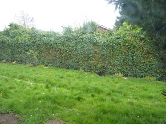 Communal Garden