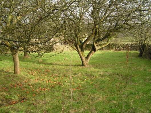 Orchard/Paddock