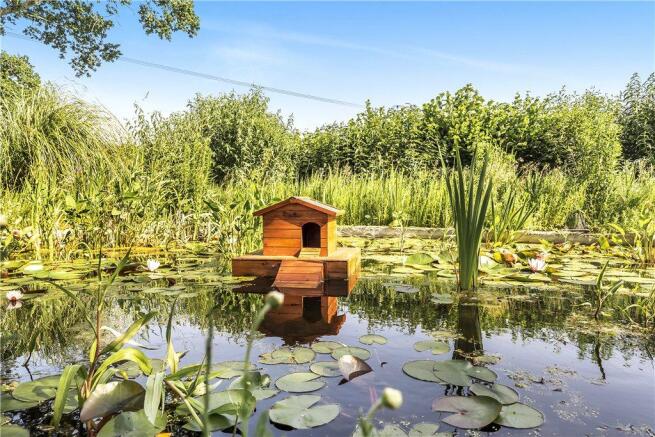 Pond