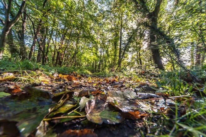 Comunal woodland