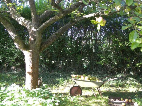 Fruit Garden