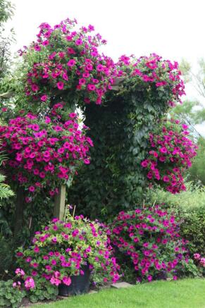 summer photo of