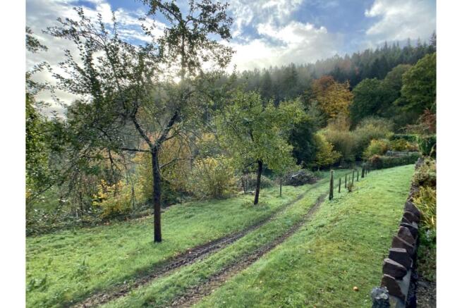 Orchard