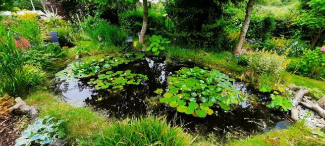 Pond