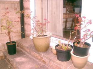 French patio doors