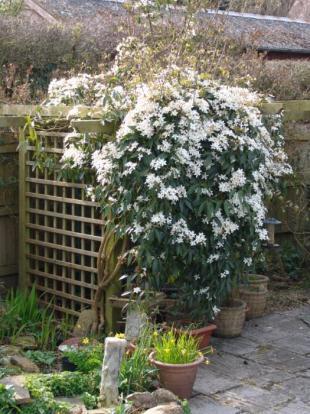 Garden Feature