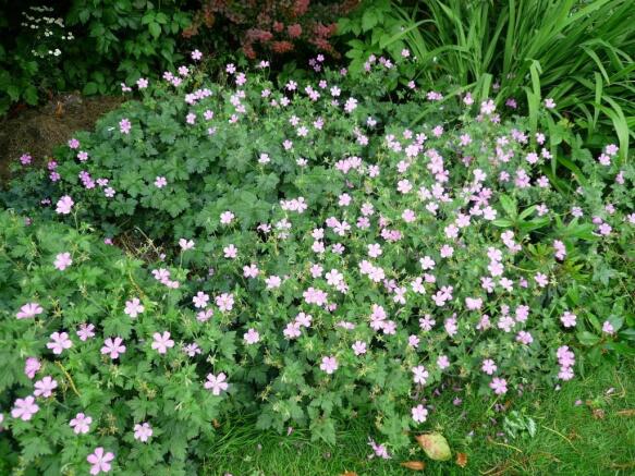 A colourful border