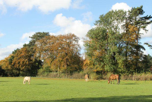 View from Garden Over Adjoining Paddock