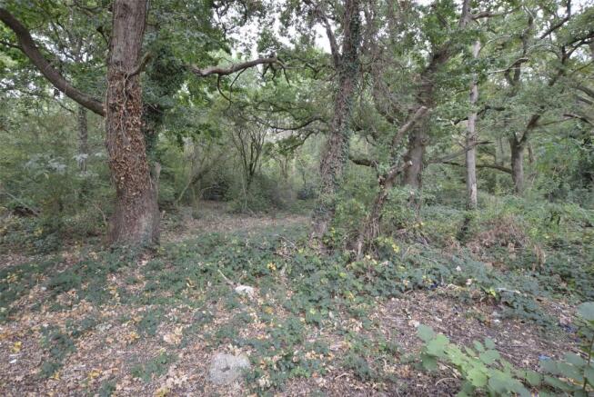 Woods