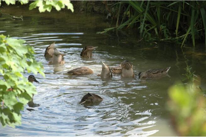 Pond