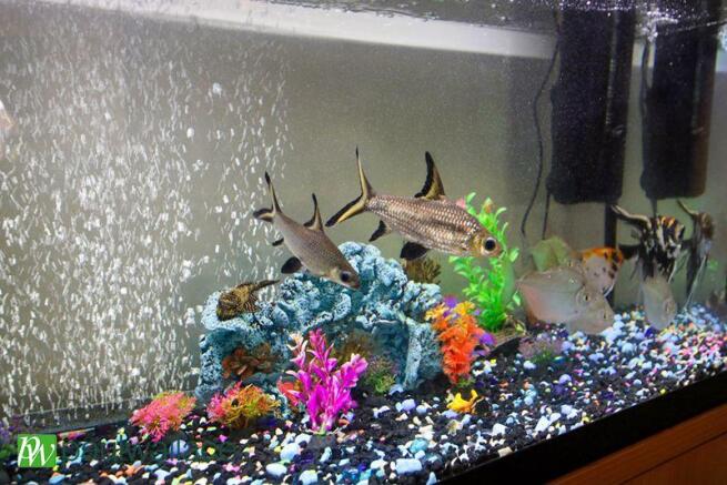 Fish