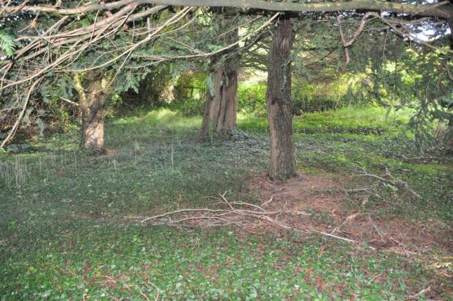 Wooded area.jpg