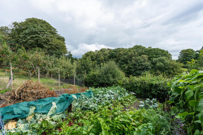 Rear garden 'veg'...