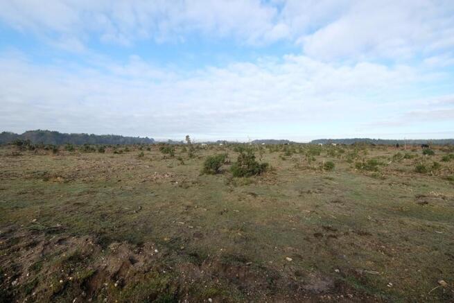 FOREST VIEW