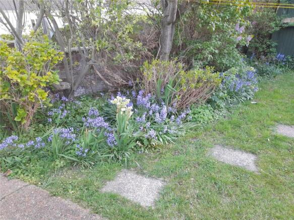 Bluebells