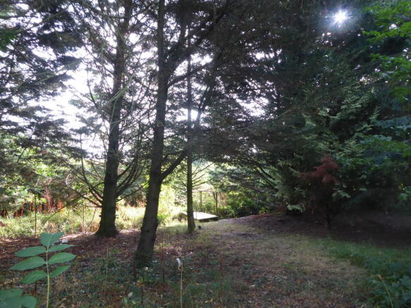Woodland Area