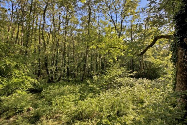 Woods