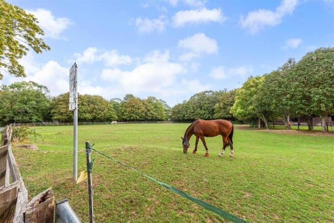 Horse field.jpg