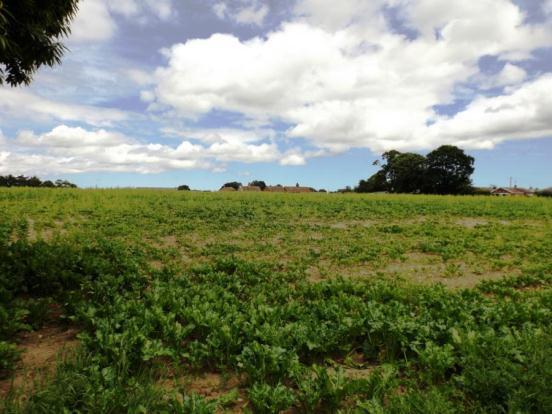 Backing Onto Fields