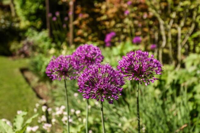 Alliums