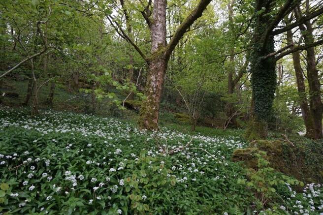 Woodland