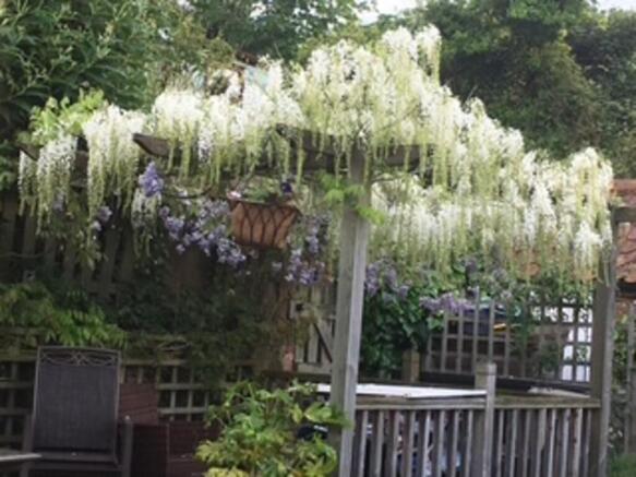 Summer wisteria