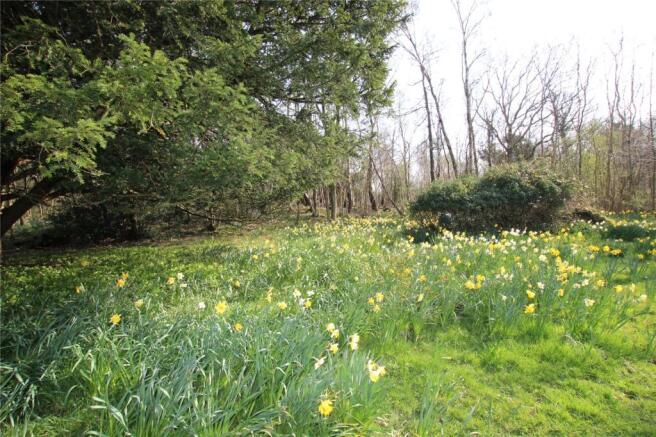 Daffodils