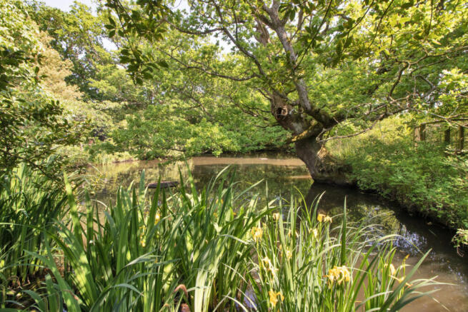 Pond