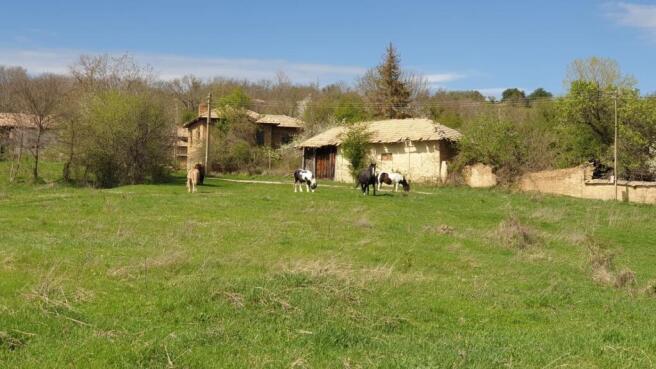 Green field with four horses grazing near old village buildings under a blue sky