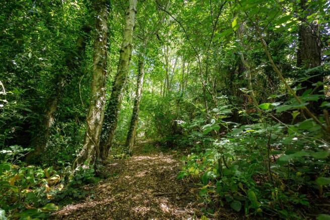 Wooded Area
